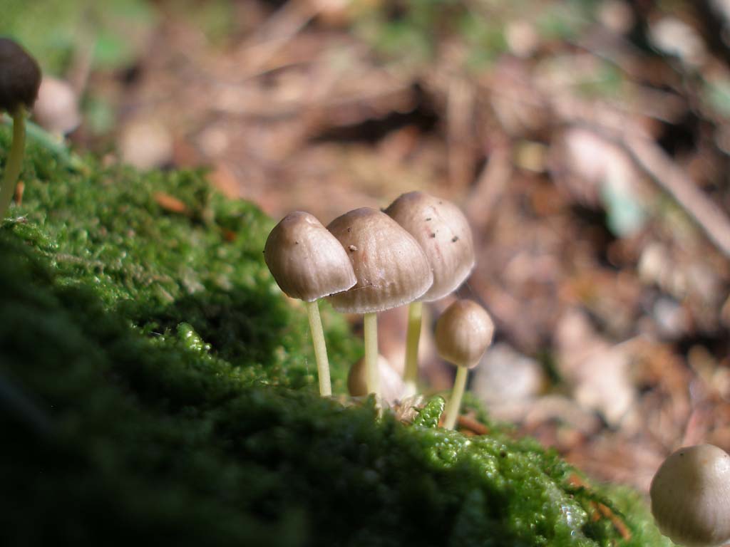 Funghi da determinare - 5